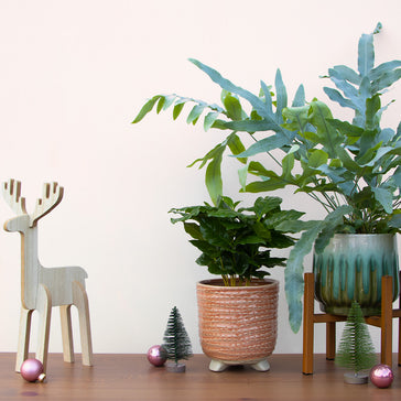 De plantsome gift guide