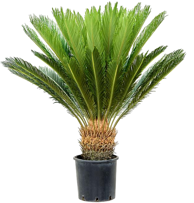 Cycas revoluta (Vredespalm) (XL)