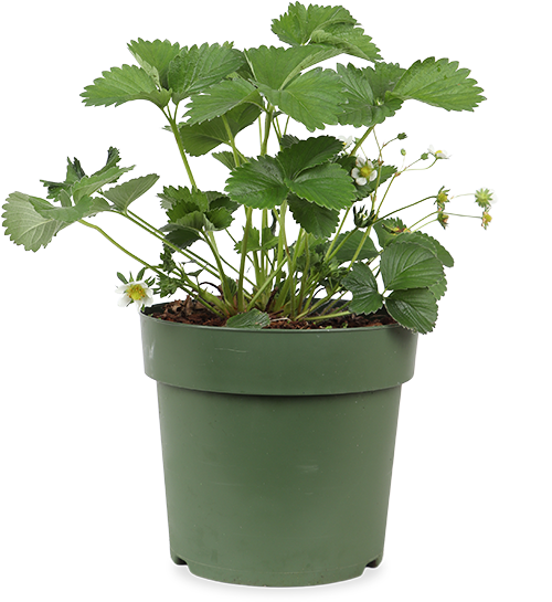 Tuinaardbei (M) (Fragaria vesca)