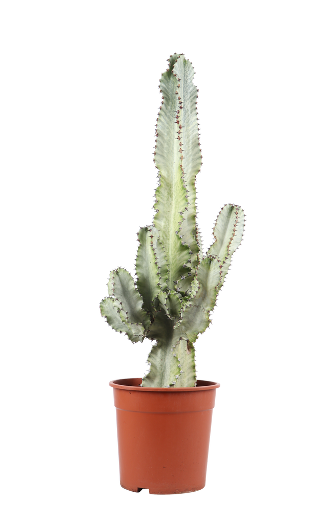 Euphorbia Marmorata (Wolfsmelk) kopen | Plantsome