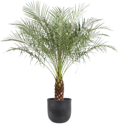 Dwergdadelpalm (Phoenix roebelenii) (XL) (140cm)