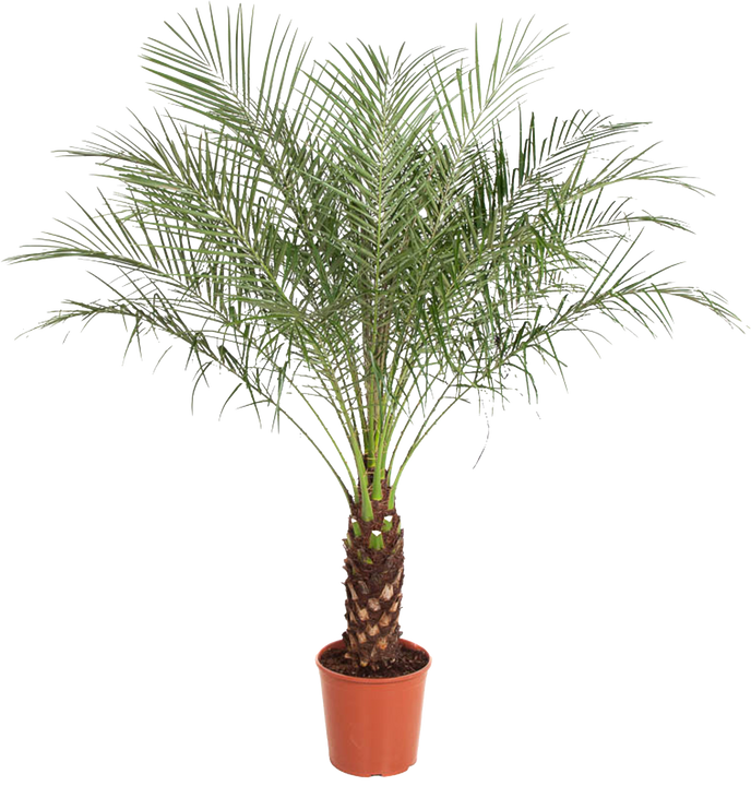 Dwergdadelpalm (Phoenix roebelenii) (XL) (140cm)