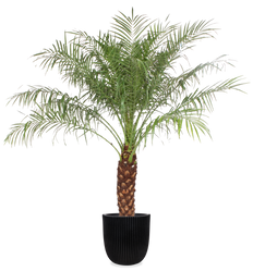 Dwergdadelpalm (Phoenix roebelenii) (XL) (170cm)