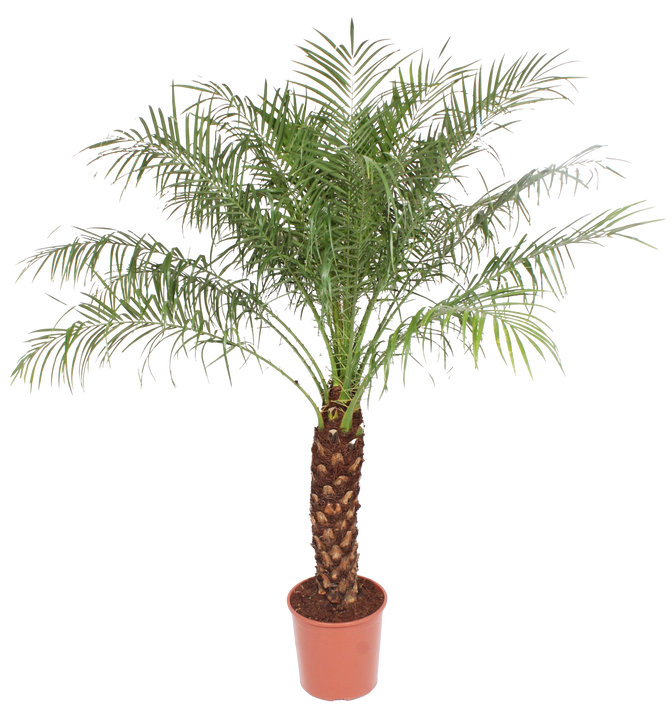 Dwergdadelpalm (Phoenix roebelenii) (XL) (170cm)