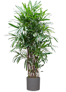 Rhapis excelsa (Stokpalm) (XXL)